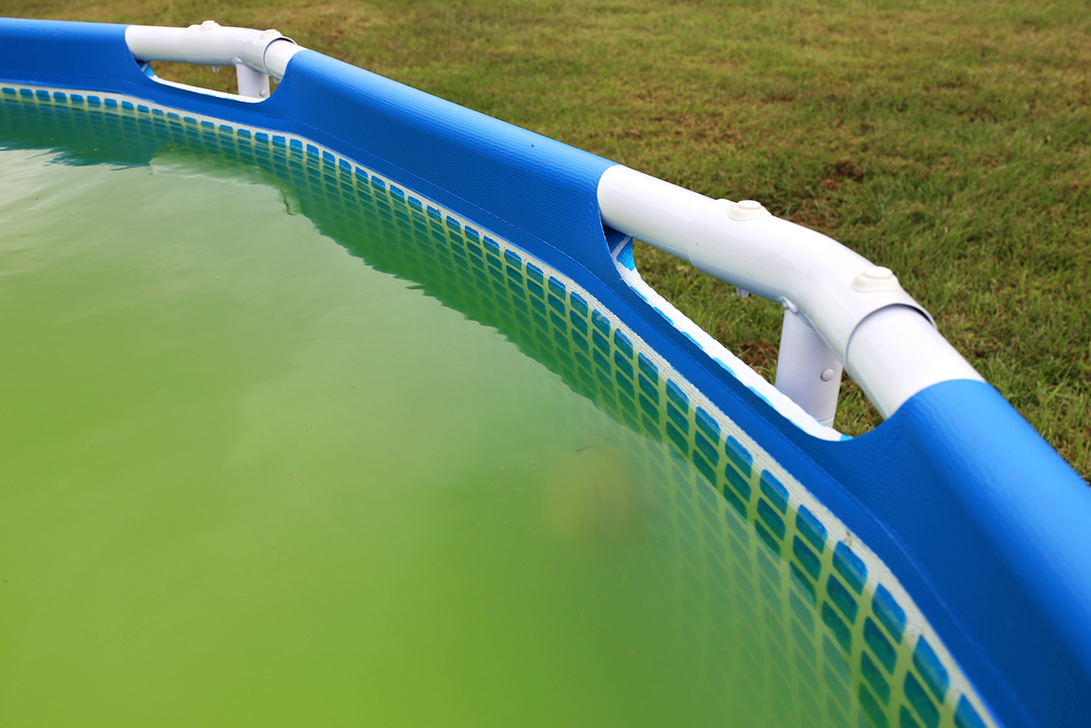alghe in piscina come evitarle